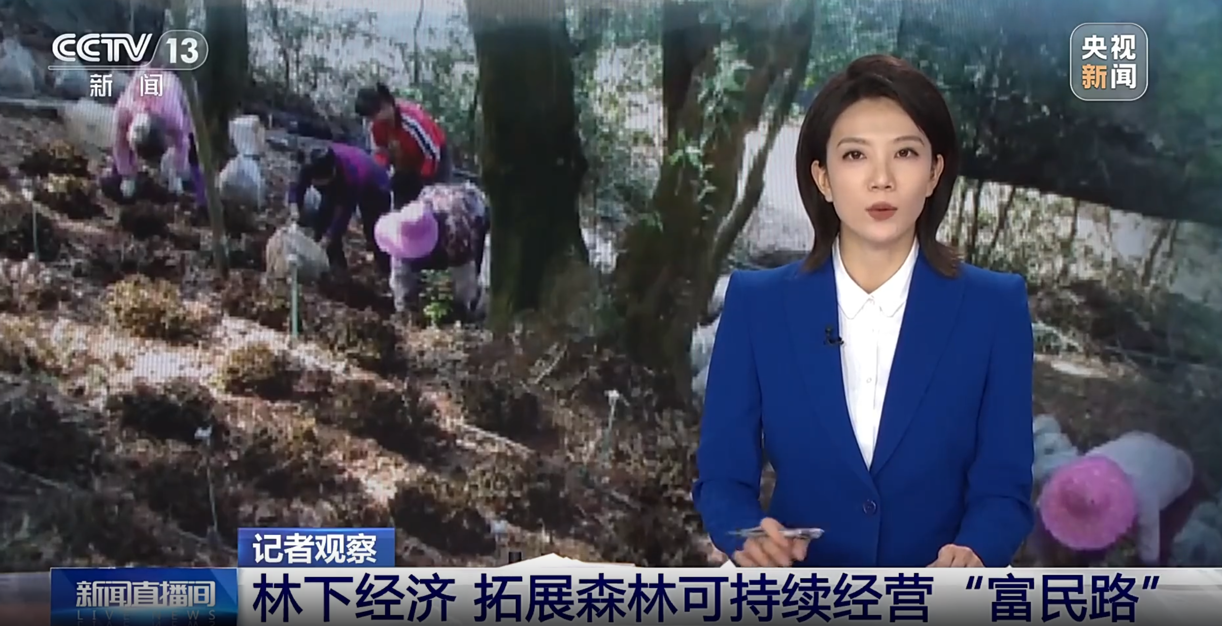 “四库”联动 | 漳州南靖：发展林下经济，拓展森林可持续经营