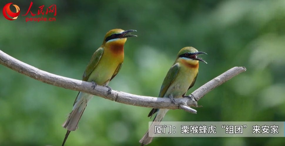 厦门：栗喉蜂虎